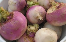 How to store turnips