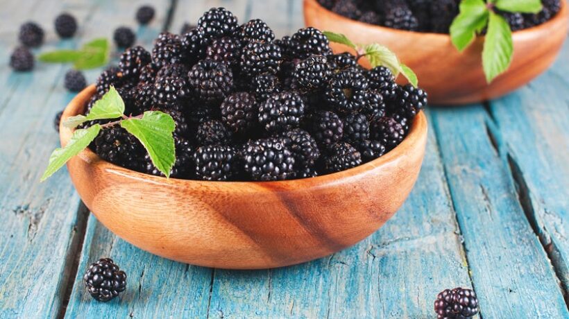 Can dogs eat blackberries or is it harmful to them?
