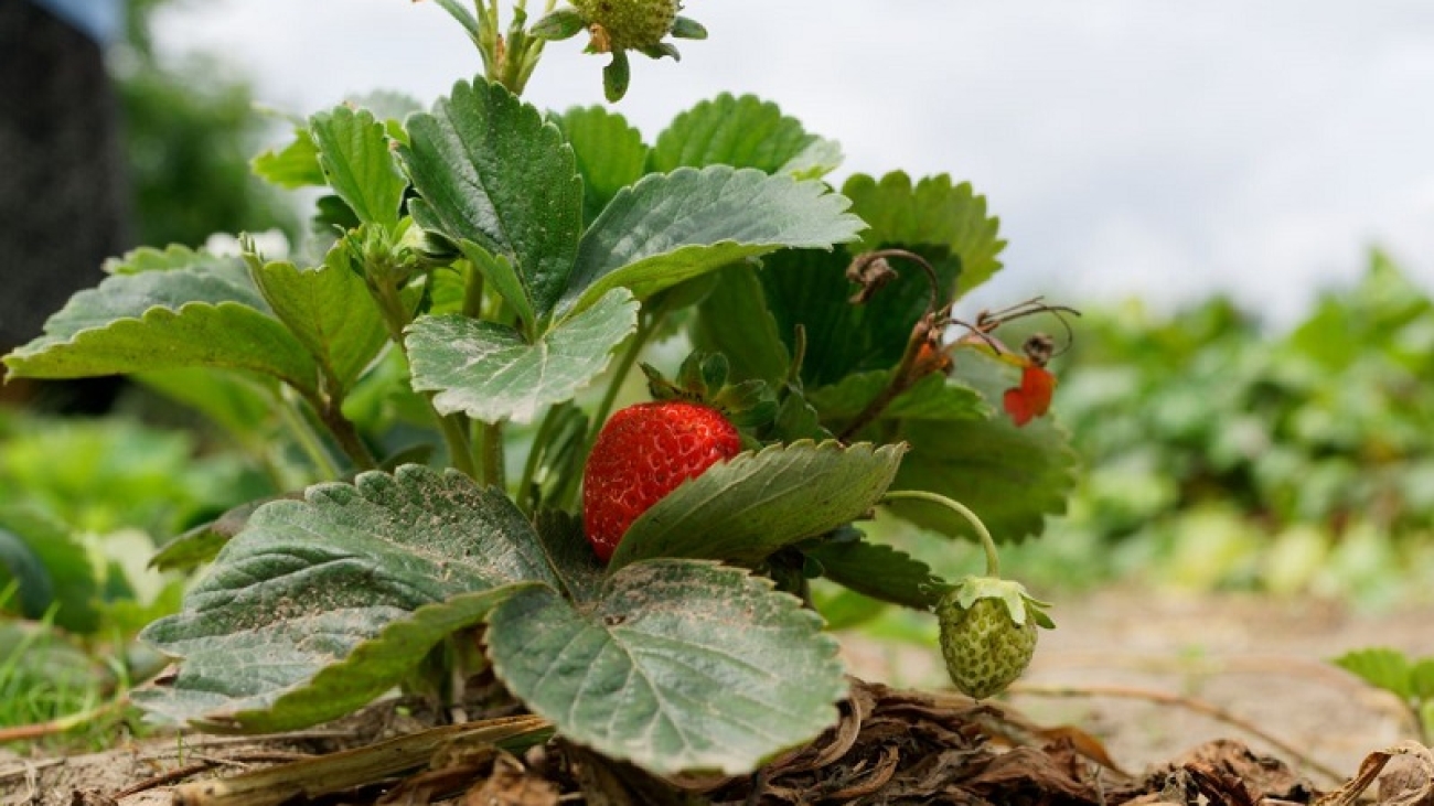 How Long Do Strawberries Take To Grow