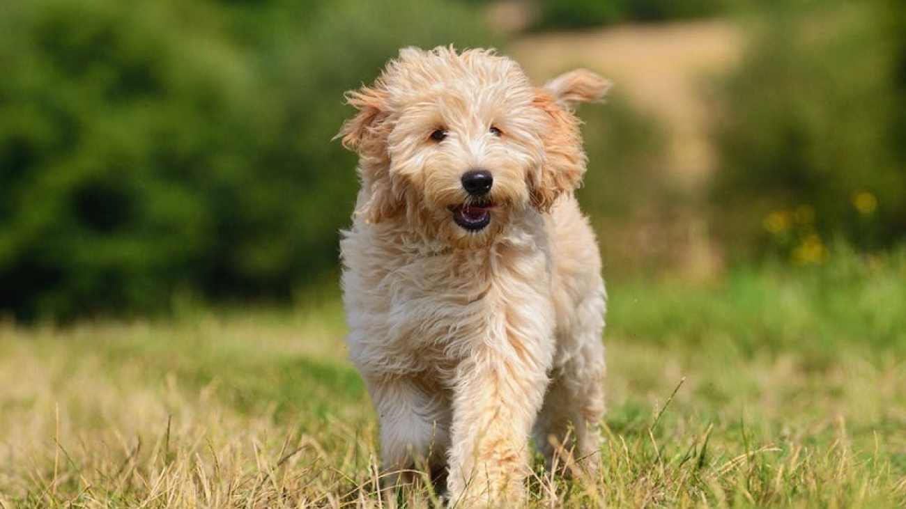 Amazing Facts About Goldendoodles