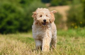 Amazing Facts About Goldendoodles