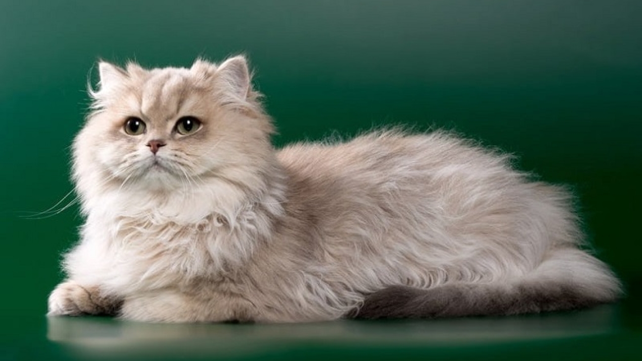 Types of Persian cats Food With Kid Appeal