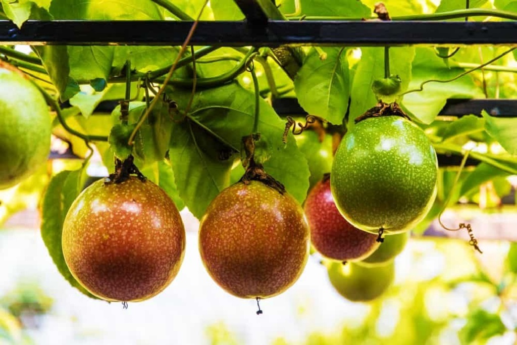 Is passion fruit suitable for cooler regions